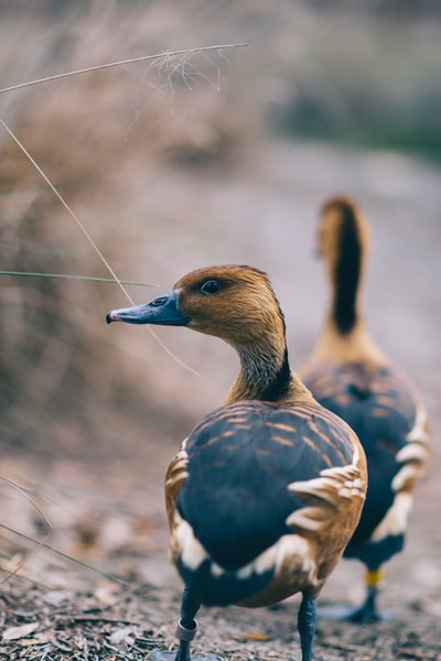 Two wild ducks, brown and black
